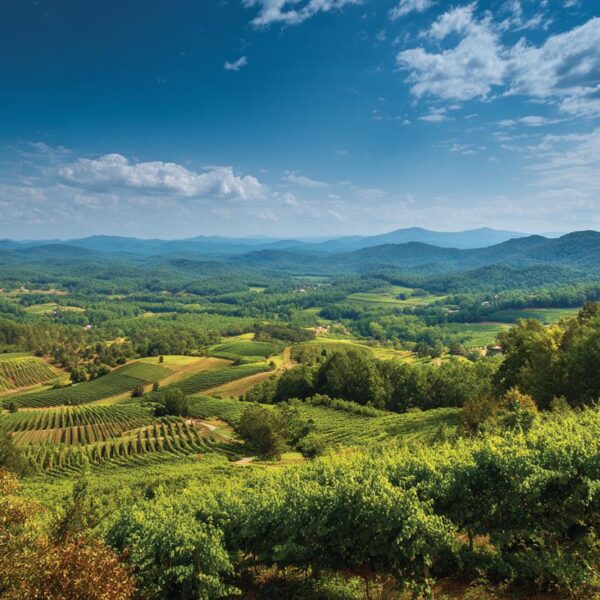 Explore Georgia’s Top Wine Regions: A Journey Through Vines, Qvevri, and Local Life